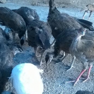 alti yeddi alylid touz qusu balalari satiram