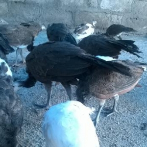 alti yeddi alylid touz qusu balalari satiram