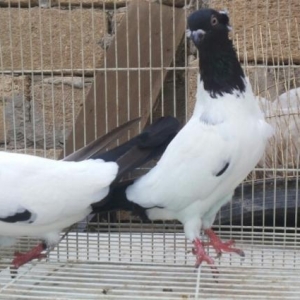 temiz qarabaş manaxlar satilir iki çüt.