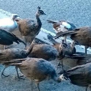 alti yeddi alylid touz qusu balalari satiram