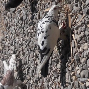 Cil erkey basi cil maya satilir