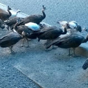 alti yeddi alylid touz qusu balalari satiram