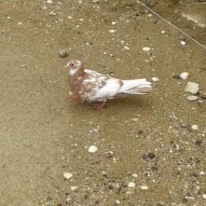 satilir quwlar hamsi tutulmadi ucandilar