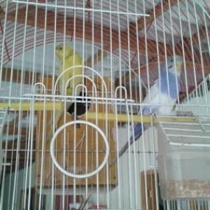 goy erkeydi sari dişi qablari ustunde verilir yalniz whatsappnan yazin