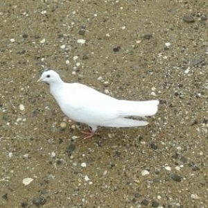 satilir quwlar hamsi tutulmadi ucandilar