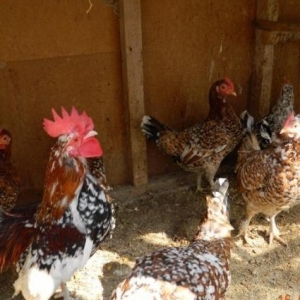 Holland  Aqkekilli  Toyuqu -   Heyrati  -  Bezek  