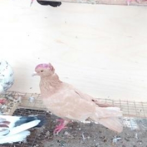 satilir hoptom3 manatdanela quwlarditergidirem diy