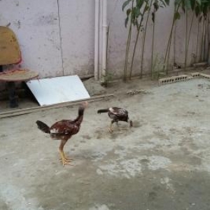 10 ayliq ancaq barter  qirqovula cut olsun yada ba