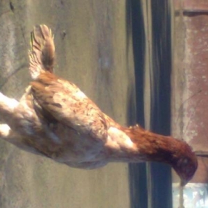 super cinsdi esil bala almaq isdeyene idyal heyvan