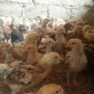 Heyetde boyudulmuw cuceler