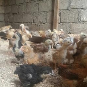 Heyetde boyudulmuw cuceler