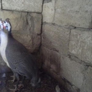 sebzi  hazir cut yumurtaya basdiyib