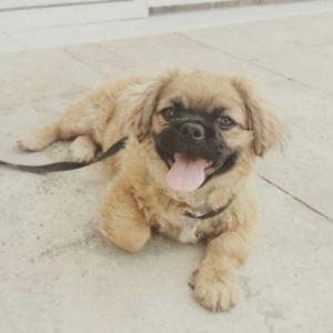 Pekingese