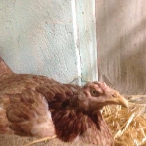 heyrati fere teze qirtdan aliyib