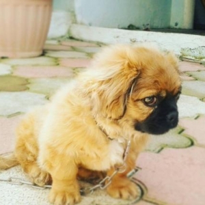 Pekingese