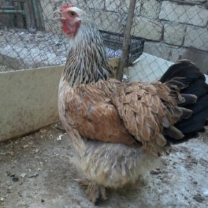 brama toyuqu satiram ve ya deyiwirem.1,3ayliqdi.hal hazirda yumurtlayi