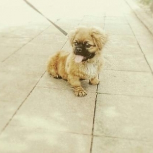 Pekingese