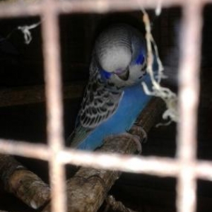 visvivicniy papuqaylar super quwlardi