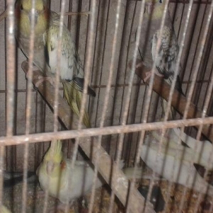 karellalar her rengde her cut yawda satilir