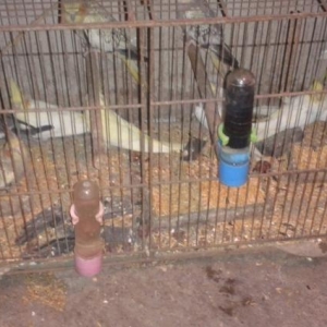 karella ag her rengde hazir cutler ve balalar satilir tecili ve ucuz