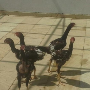 təmiz sağlam çınsdir ,vaxtı- vaxtında peyvənd olunub,