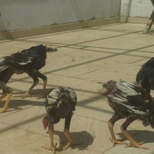 təmiz sağlam çınsdir ,vaxtı- vaxtında peyvənd olunub,