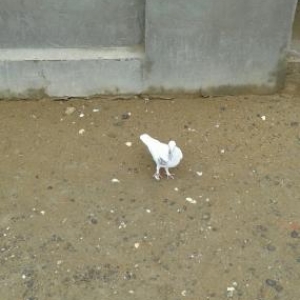 bew dene quwdu hamsi 20 azn tutulmadi 4u