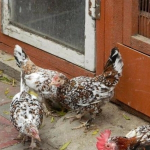 Yumurta  cuce   fere  bece    satishda  var