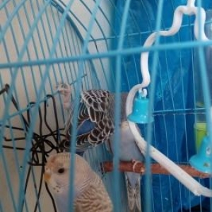 3 ədəd volnistiy popuqay.Anasi yenidən yumurta qoyduguna görə bunlari