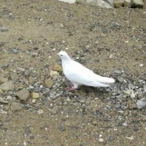 bew dene quwdu hamsi 20 azn tutulmadi 4u