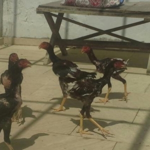 təmiz sağlam çınsdir ,vaxtı- vaxtında peyvənd olunub,