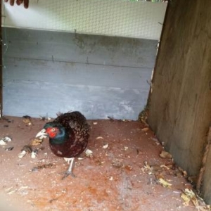 Yumurta  cuce   fere  bece    satishda  var