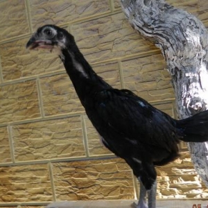 Deyerinden   ucuz   Heyrati  cuceleri   satishdadi