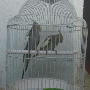 Korella satıram bir cüt erkek dişi, yekə iri q