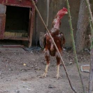 tam cidi wexsler narahad edsin 1 il yarimliqdu yax