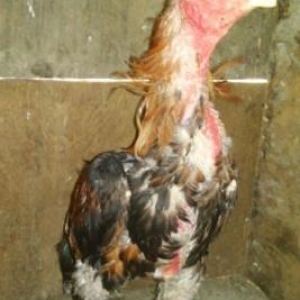 Heralti satilir 2 illiy heyvandi bater etmirem bos