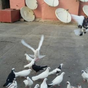 Optavoy satılır. qaçırtdım çoxunu. onun üçün tərgidirəm. saxlamaq istə