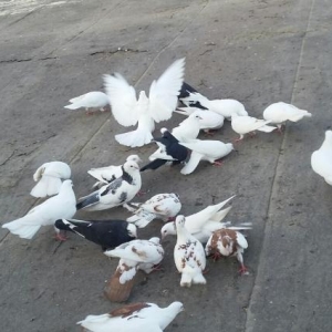 Optavoy satılır. qaçırtdım çoxunu. onun üçün tərgidirəm. saxlamaq istə