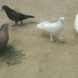 17 tuk qalin dolag ag maya satiram.