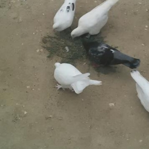 17 tuk qalin dolag ag maya satiram.