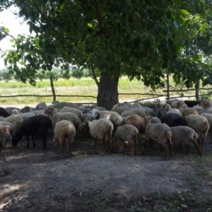 qurbanliq quzular satiram