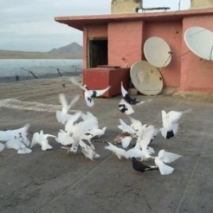 Optavoy satılır. qaçırtdım çoxunu. onun üçün tərgidirəm. saxlamaq istə