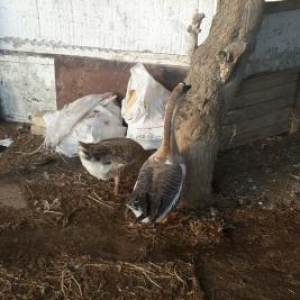 qazlar satılır.  kuban sortu. Razılaşma yolu i