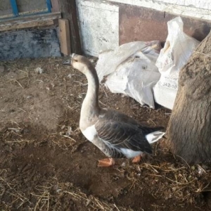 qazlar satılır.  kuban sortu. Razılaşma yolu ilə.