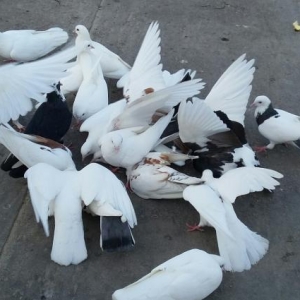 Optavoy satılır. qaçırtdım çoxunu. onun üç