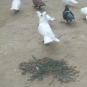 17 tuk qalin dolag ag maya satiram.