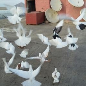 Optavoy satılır. qaçırtdım çoxunu. onun üçün tərgidirəm. saxlamaq istə