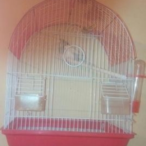 ağlı mavili tutuquşu,qəfəslə birgə