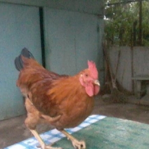 qırmızı qara xoruzdur ayağının üstü tükl�