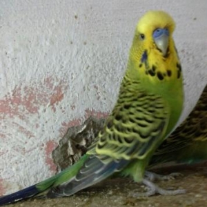 satilir tam saglamdilar